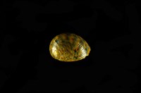 藏品(玉女蜑螺)的圖片